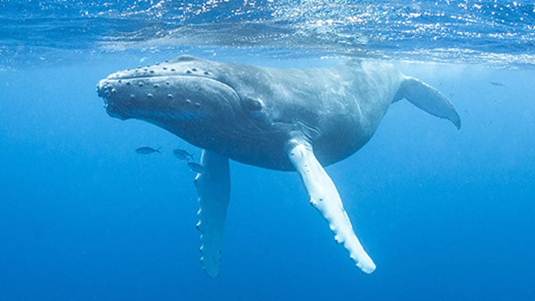Humpback Whale, photo courtesy of the National Wildlife Federation