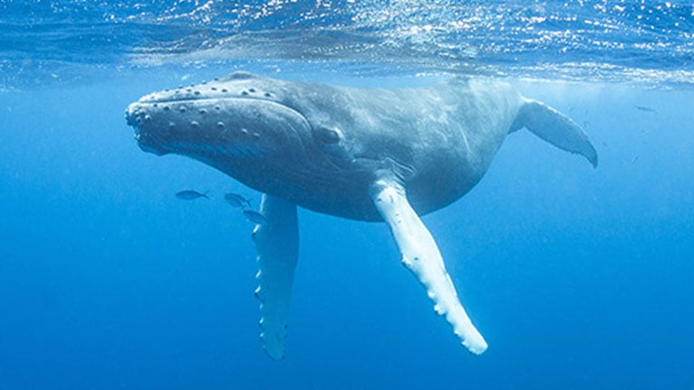 Humpback Whale, photo courtesy of the National Wildlife Federation