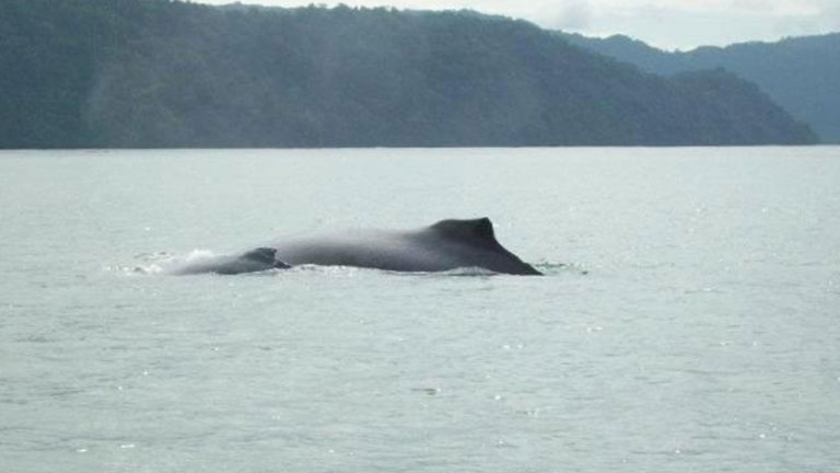 A humpback whale mother swims with her baby in Golfo Dulce, Costa Rica.