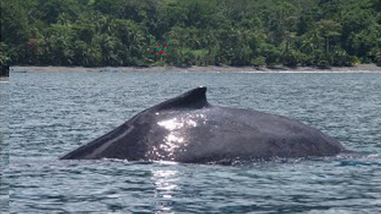 Welcome humpback whales!