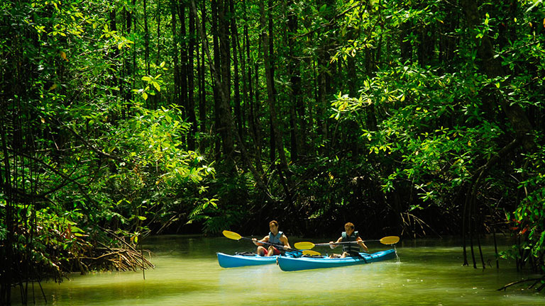 Magical kayaking tour in Costa Rica mangrove river