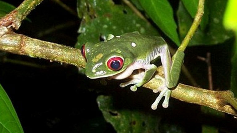 Tree frog on the Night Hike at Nicuesa Lodge