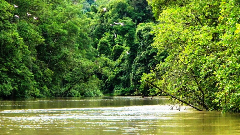 Explore the fascinating ecosystem of a mangrove forest on the River Tour at Nicuesa Lodge