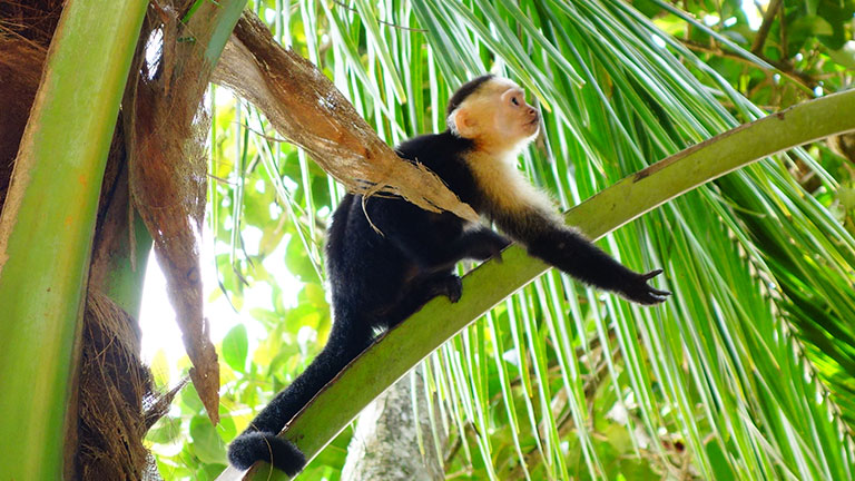 Monkeying around at Playa Nicuesa in Costa Rica