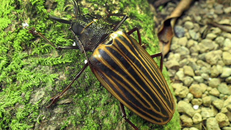 Nicuesa Lodge and Insectopia Join in Preserving Costa Rica Insects