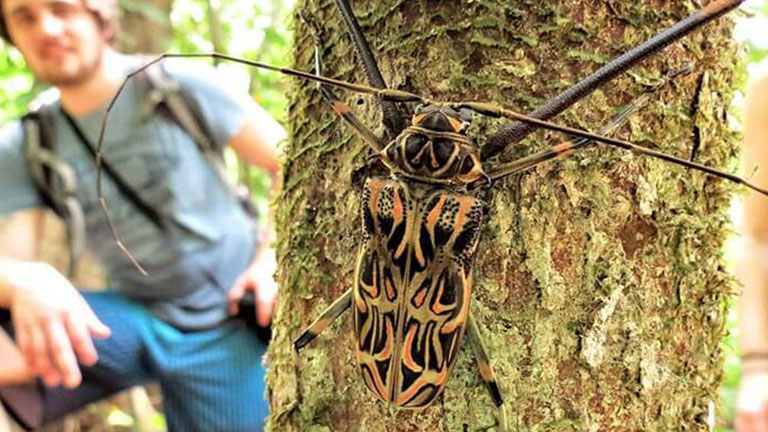 A giant Harlequin Beetle on the Osa Peninsula, image by Insectopia.