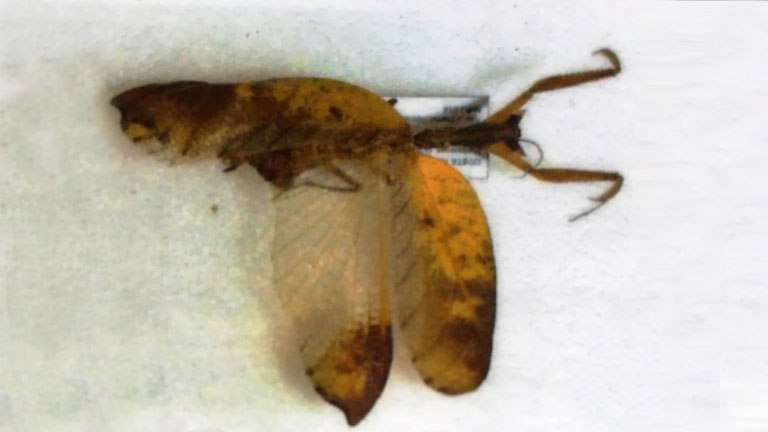 This extremely rare type of mantis (Metilia pinima) was photographed at Playa Nicuesa Rainforest Lodge