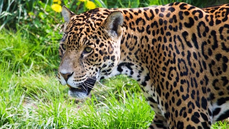 Nicuesa Lodge Joins Jaguar Conservation in Costa Rica