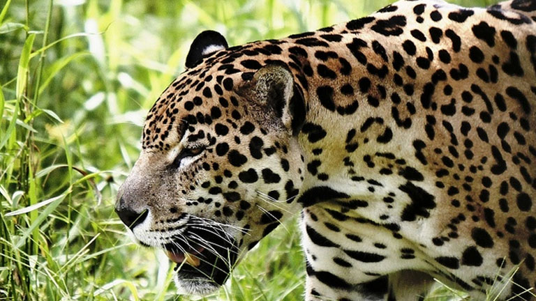 Nicuesa Lodge Joins Jaguar Conservation in Costa Rica