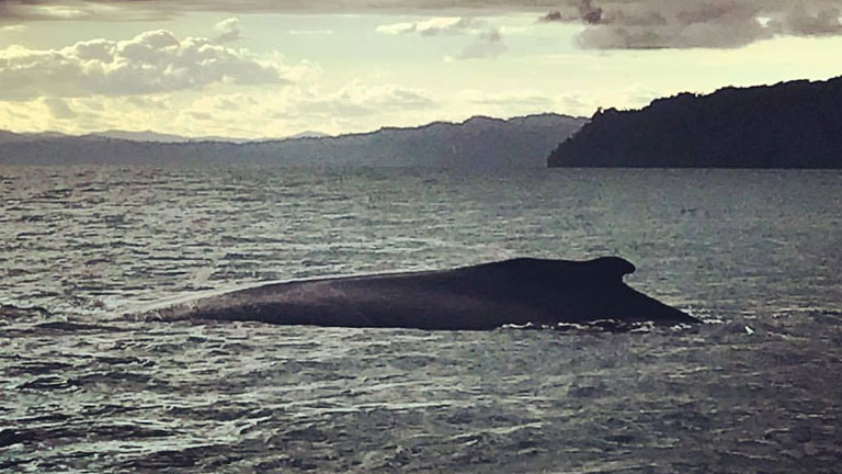 Now is the time to see Humpback Whales at Nicuesa Lodge in Costa Rica.