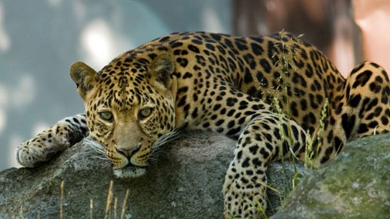 Osa Wildlife Sanctuary is a fun eco-tour on Golfo Dulce, Costa Rica