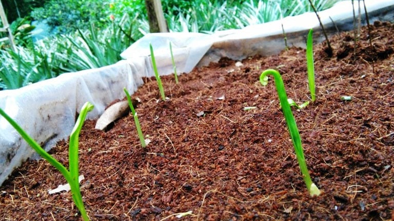 Playa Nicuesa Rainforest Lodge Now Grows Food Hydroponically