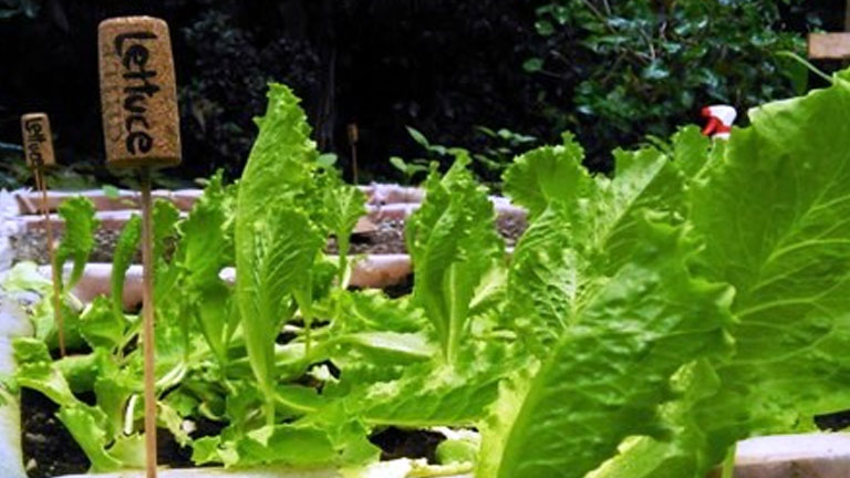 Playa Nicuesa Rainforest Lodge now grows lettuce and other fresh produce hydroponically and sustainably