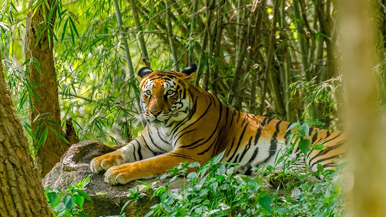 Remarkable rainforest of dreams in southern Costa Rica