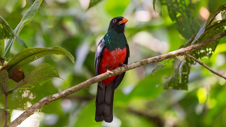 Slaty Tailed Trogon