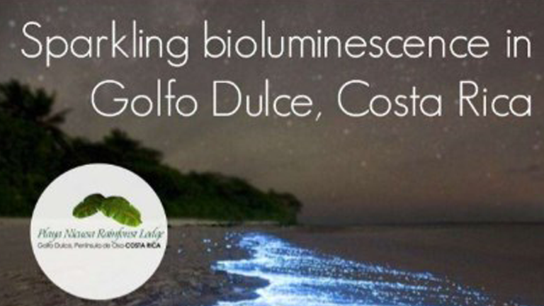 See sparkling bioluminescence in Golfo Dulce, Costa Rica