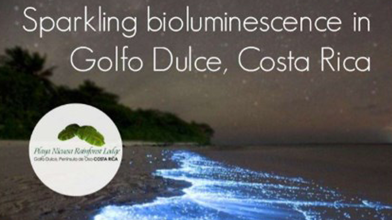 Sparkling bioluminescence in Golfo Dulce, Costa Rica