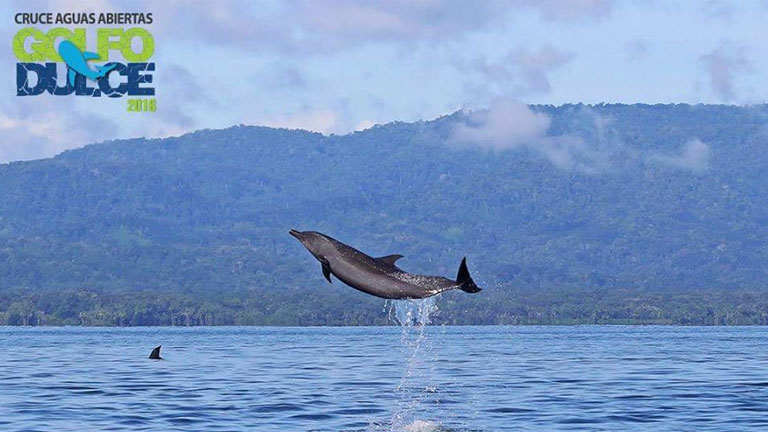 Swimmers race with dolphins and whales in Golfo Dulce, Costa Rica