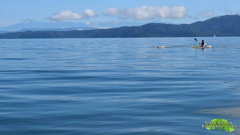 Swimmers raced from Playa Nicuesa Rainforest Lodge 14 km across Golfo Dulce to Puerto Jimenez