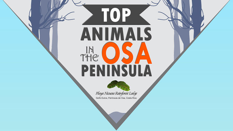 Top Animals in the Osa Peninsula