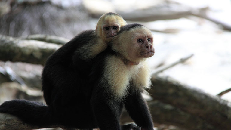 Waterfall hike- The Monkeys were on the Monkey Trail