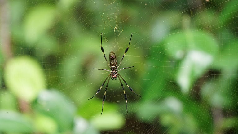 Webs of Gold in the Costa Rica Rainforest