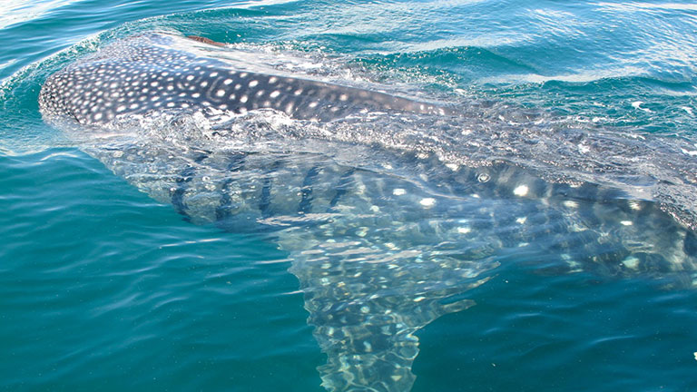 Whale Sharks Sighting at Nicuesa Lodge!