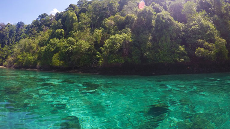 The warm, clear waters of Golfo Dulce are home to abundant marine life