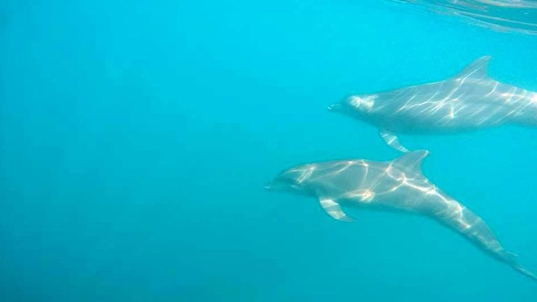 Three kinds of dolphins live permanently in Costa Rica's gulf of Golfo Dulce