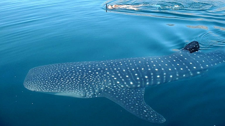 Snorkel in Costa Rica with a whale shark in Golfo Dulce