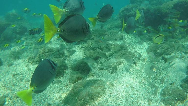 Snorkeling in Costa Rica at Playa Nicuesa Rainforest Lodge on Golfo Dulce