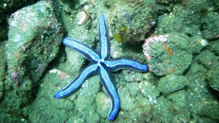 Sea exotic sea stars snorkeling in Golfo Dulce