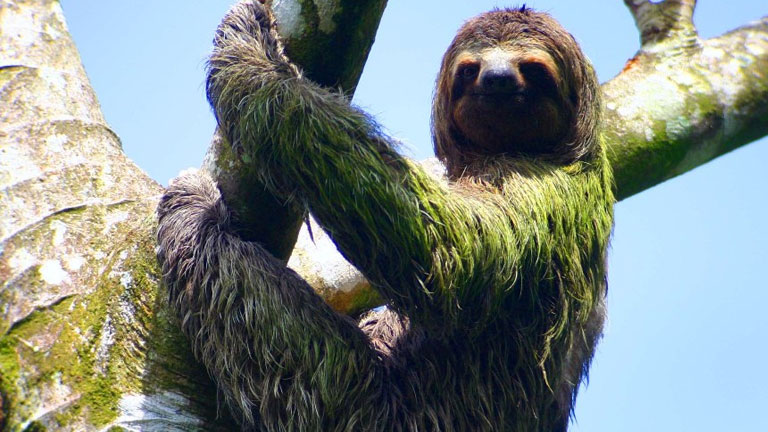 sloth tour costa rica