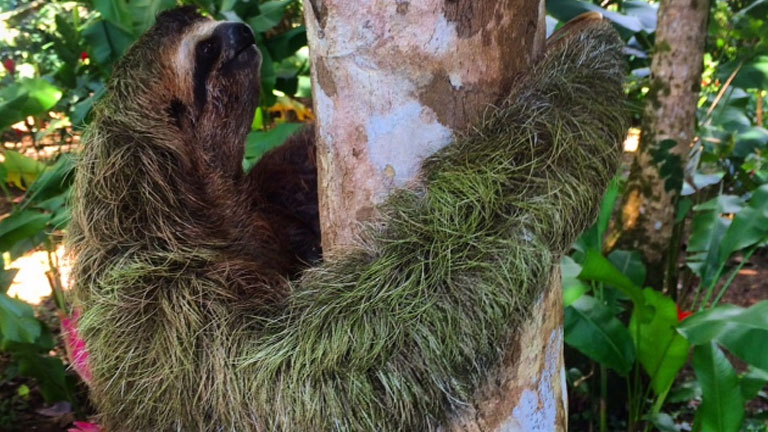 Sloth at Nicuesa Lodge 