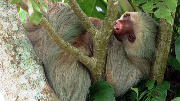 Sloth in Costa Rica