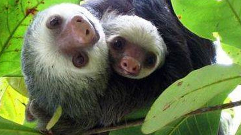 Sloth and baby in Costa Rica