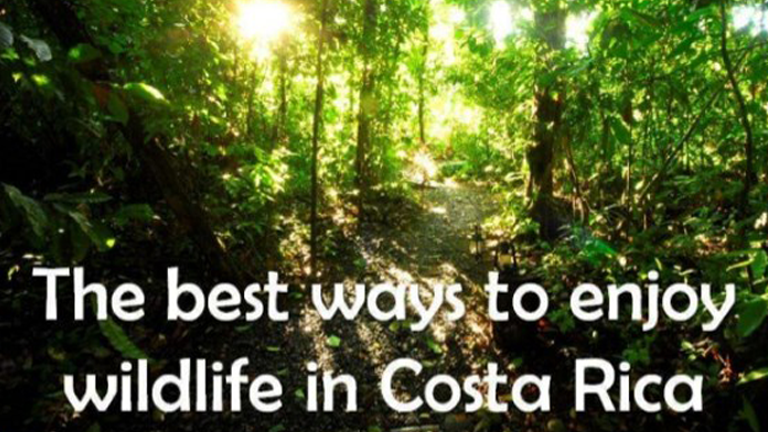 The best ways to enjoy wildlife in Costa Rica