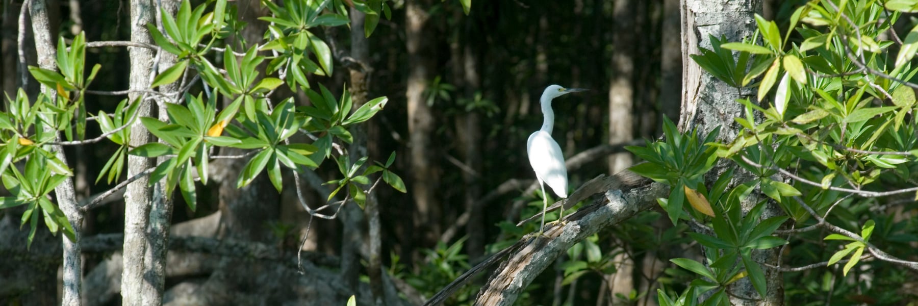 Rainforest Adventures at Puerto, Jimenez