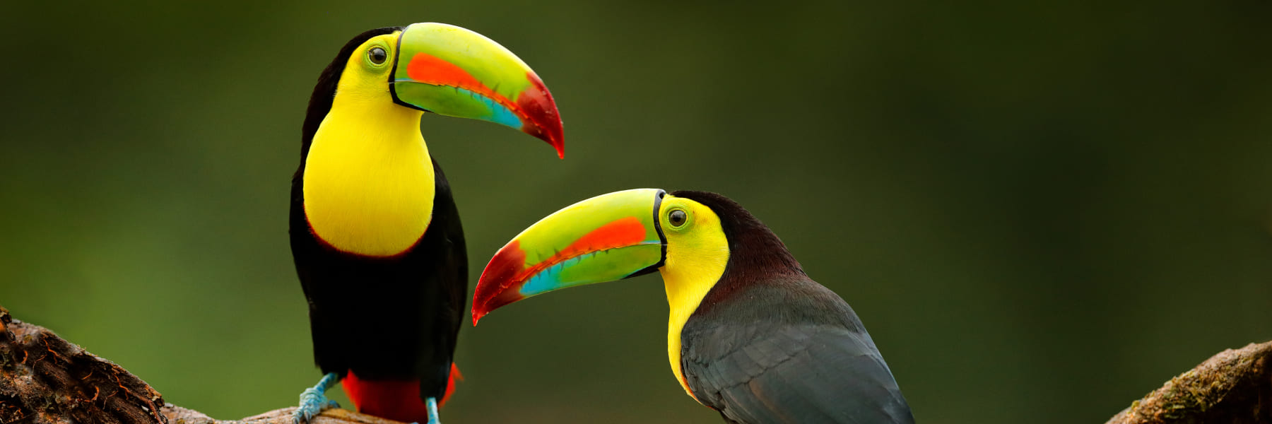 Unique tours in Osa Peninsula